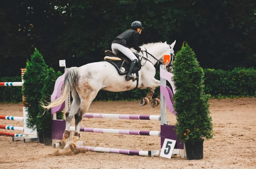 Tips In Choosing Horse Jump Accessories