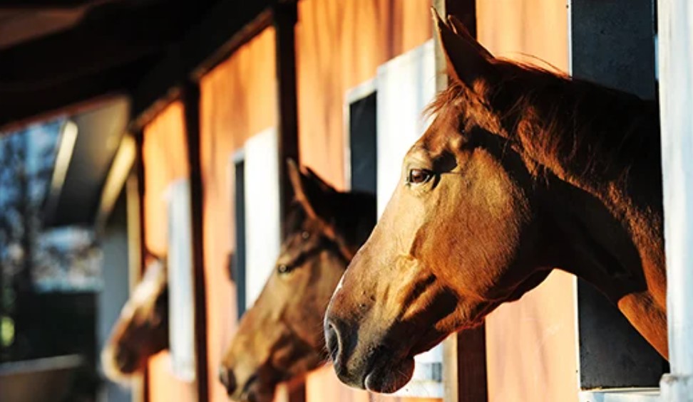 The Benefits of Getting Medical Insurances For Horses