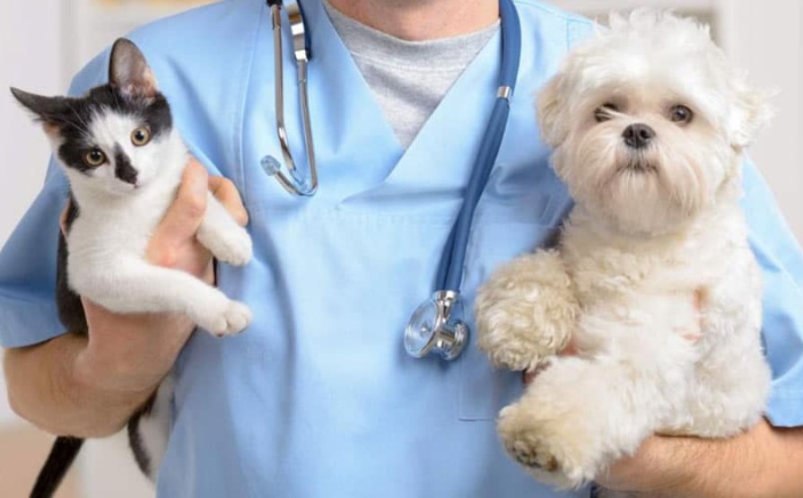 Tips For Choosing a Reliable Mobile Pet Clinic