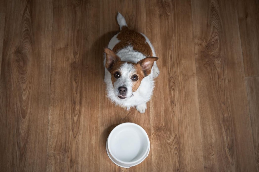Choosing the Right Food for Your Dog’s Life Stage