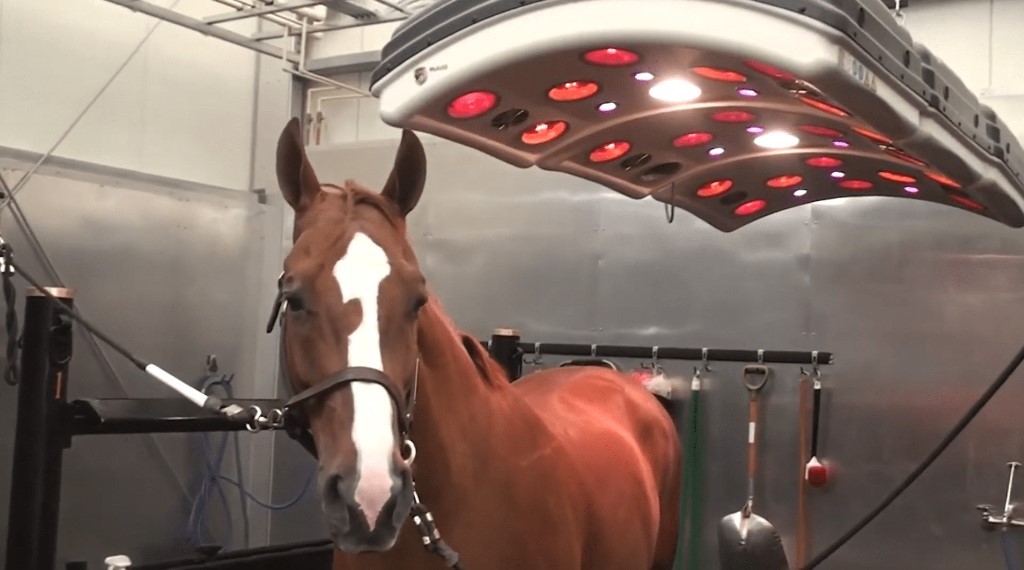 How to Choose the Best Horse Solariums